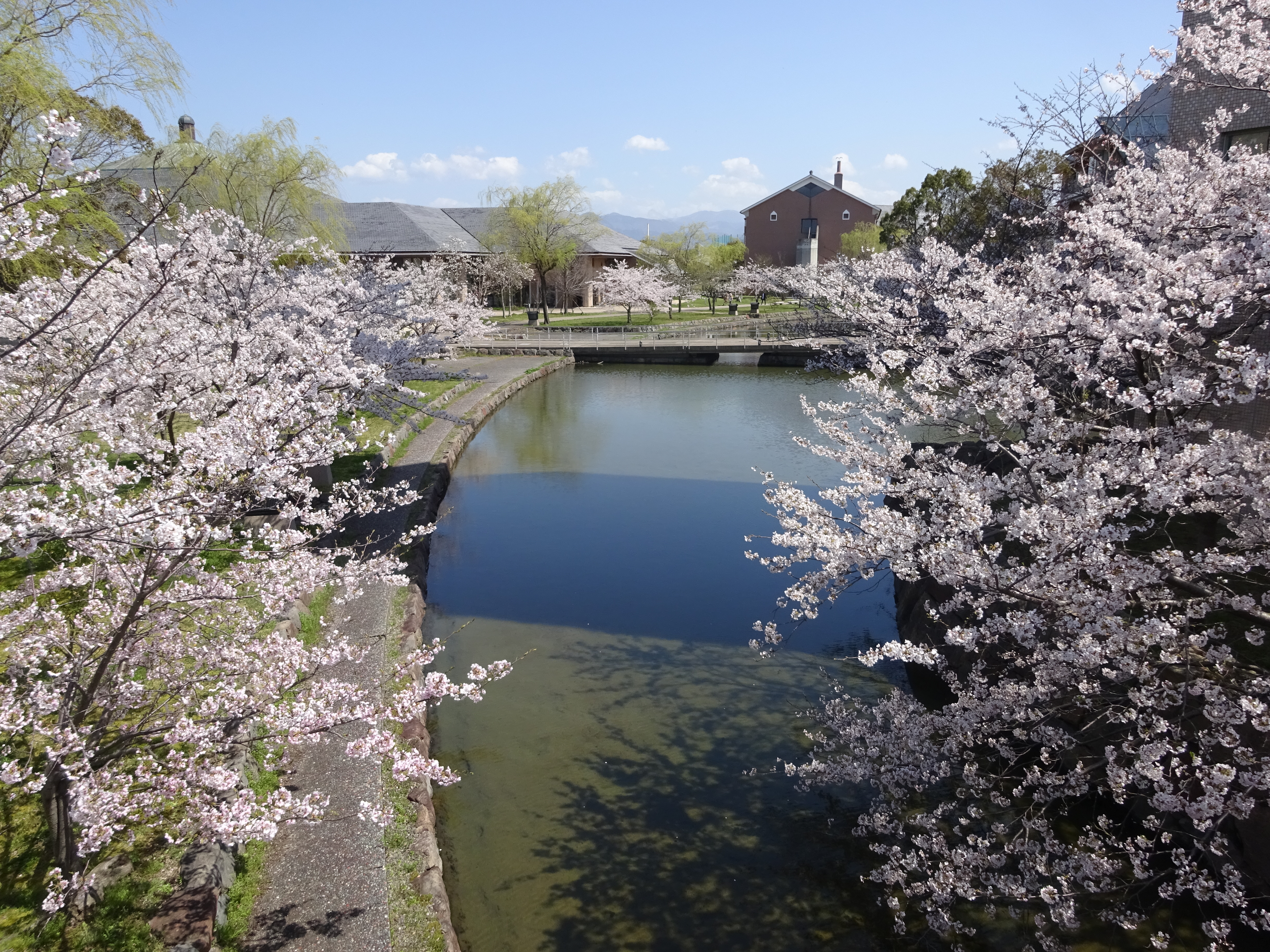 県大桜景色7